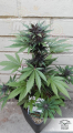 DUTCH PASSION - Auto Blackberry Kush®
