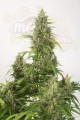 DINAFEM - Haze XXL Auto