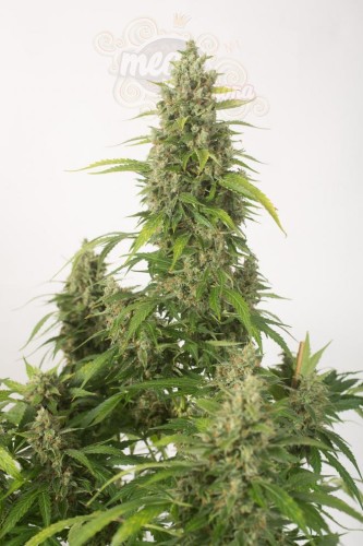 DINAFEM - Haze XXL Auto
