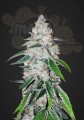 FASTBUDS - West Coast OG Auto (100seeds)