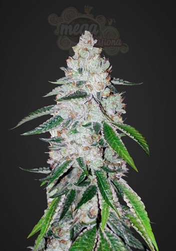 FASTBUDS - West Coast OG Auto (100seeds)