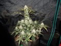 FASTBUDS - West Coast OG Auto (100seeds)