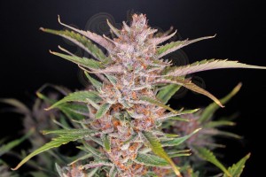 FastBuds - Gorilla Punch Auto (100seeds)