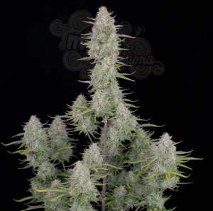 FastBuds - Wedding Cheesecake Auto (1)