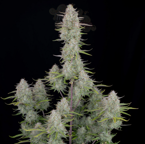 FastBuds - Wedding Cheesecake Auto (1)