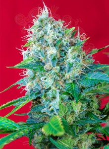 SWEET SEEDS - Green Poison (100seeds)