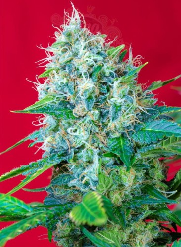 SWEET SEEDS - Green Poison (100seeds)