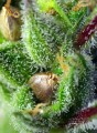 SWEET SEEDS - Green Poison (100seeds)