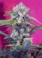 SWEET SEEDS - Cream Mandarine Auto (100seeds)