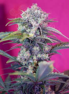 SWEET SEEDS - Cream Mandarine Auto (100seeds)