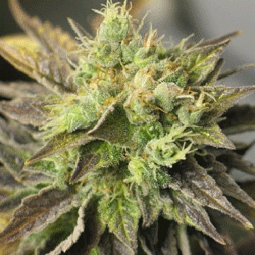 SAGARMATHA - Double Diesel Ryder