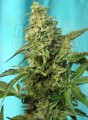 SWEET SEEDS - Green Poison F1 Fast Version (100seeds)