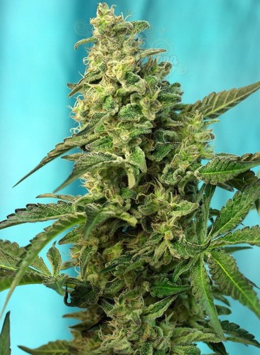 SWEET SEEDS - Green Poison F1 Fast Version (100seeds)