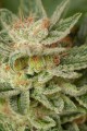 DINAFEM - Moby Dick