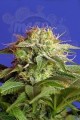 SWEET SEEDS - Green Poison F1 Fast Version (100seeds)