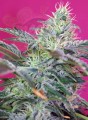 SWEET SEEDS - Sweet Cheese Auto (100seeds)