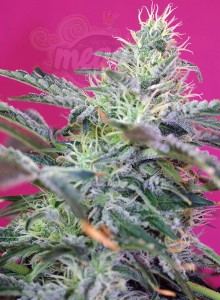 SWEET SEEDS - Sweet Cheese Auto (100seeds)