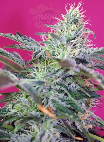 SWEET SEEDS - Sweet Cheese Auto (100seeds)