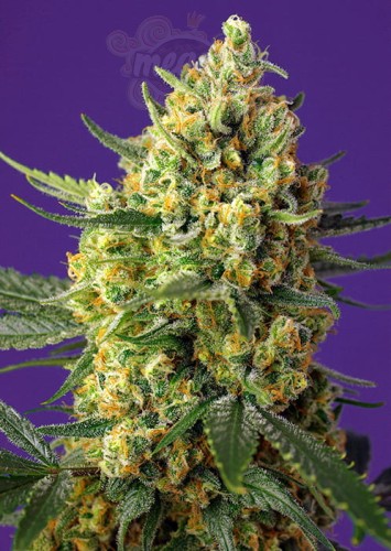 Sweet Seeds - Crystal Candy XL Auto  (100seeds)