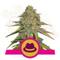 ROYAL QUEEN SEEDS - OG Kush (100pcs)
