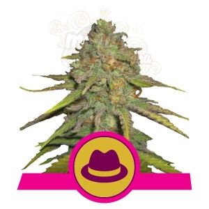ROYAL QUEEN SEEDS - OG Kush (100pcs)