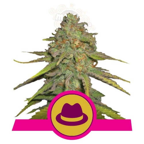 ROYAL QUEEN SEEDS - OG Kush (100pcs)