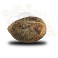 ROYAL QUEEN SEEDS - OG Kush (100pcs)