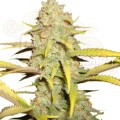 ROYAL QUEEN SEEDS - OG Kush (100pcs)