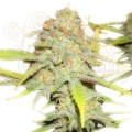 ROYAL QUEEN SEEDS - OG Kush (100pcs)