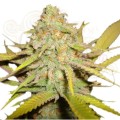 ROYAL QUEEN SEEDS - OG Kush (100pcs)