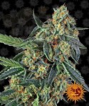 Barney's Farm - Cookies Kush