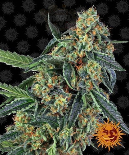 Barney's Farm - Cookies Kush