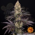 Barney's Farm - OG Kush