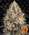 Barney's Farm - OG Kush