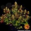BARNEY’S FARM - Tangerine Dream