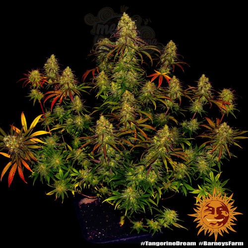 BARNEY’S FARM - Tangerine Dream