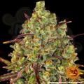 BARNEY’S FARM - Tangerine Dream