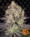 Barney's Farm - Runtz