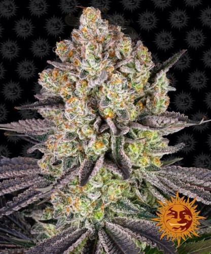Barney's Farm - Runtz