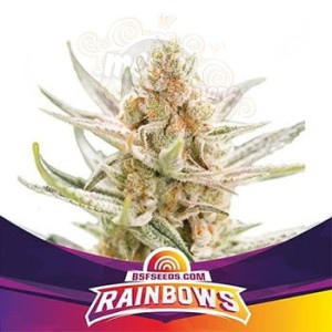 BSF Seeds - Rainbows (1)