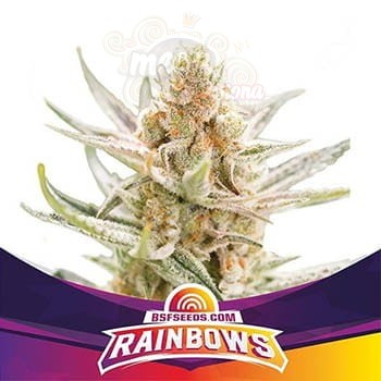 BSF Seeds - Rainbows (1)