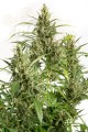 DINAFEM - Original Amnesia Autoflowering