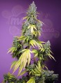 Sweet Seeds - Jet Fuel Mandarine XL Auto