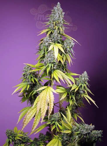 Sweet Seeds - Jet Fuel Mandarine XL Auto
