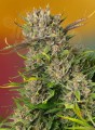 Sweet Seeds - Papaya Zoap Auto