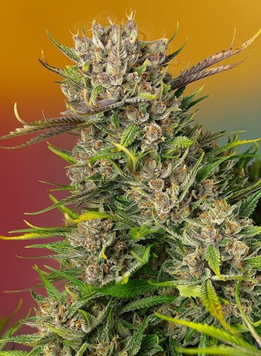 Sweet Seeds - Papaya Zoap Auto