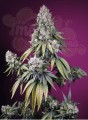 Sweet Seeds - Jealousy Z XL Auto