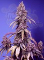 Sweet Seeds - Black Muffin F1 Fast