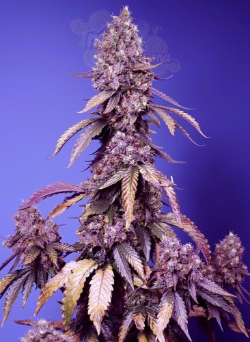 Sweet Seeds - Black Muffin F1 Fast