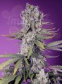 Sweet Seeds - Papaya Zoap F1 Fast